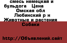 смесь немецкай и  бульдога › Цена ­ 1 000 - Омская обл., Любинский р-н Животные и растения » Собаки   